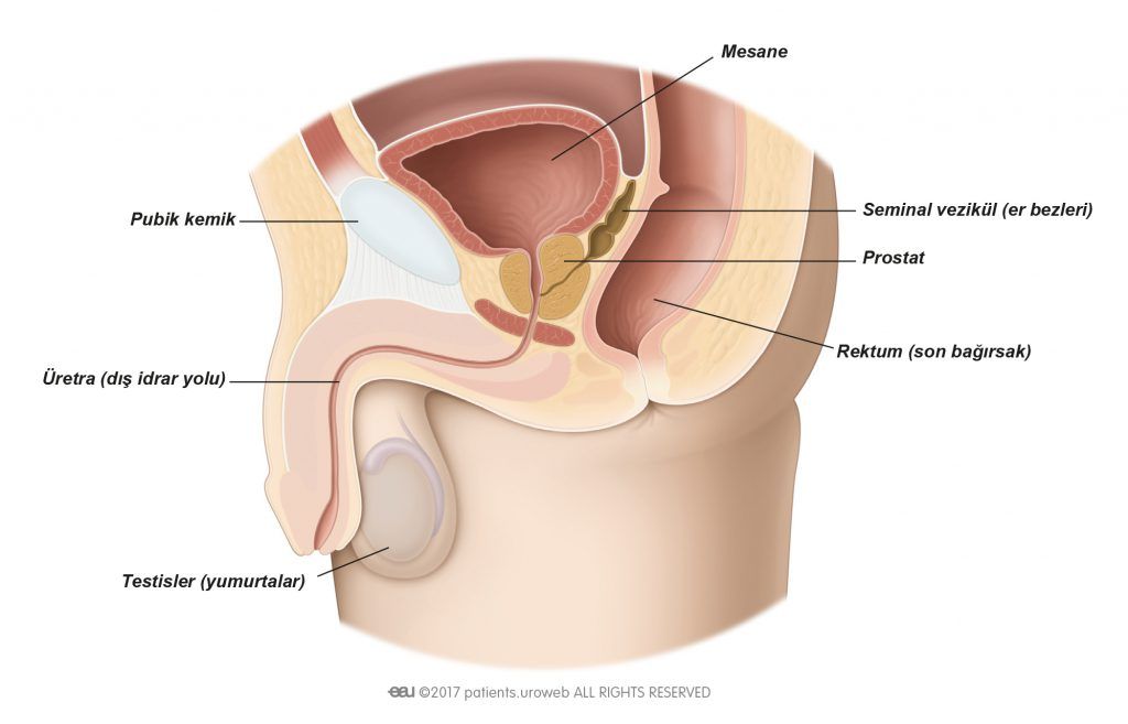 Prostat büyümesi nasıl tedavi edilir?